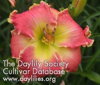 Daylily Tower of Refuge